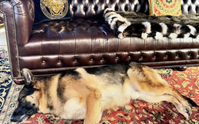 K-9 Sgt. Lanzer on his Library